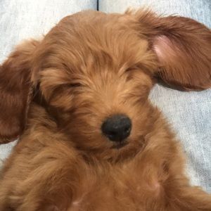 Meet your Posher, Fletcher